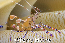 Pederson Shrimp taken with Canon 20D and 100mm Macro by Terry Moore 